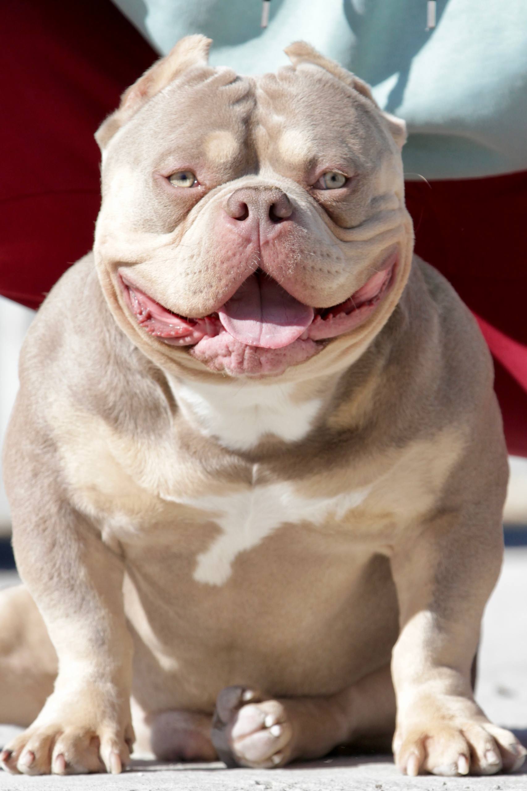 PENTAGON BULLIES OZZY — Night Drakula Kennel